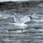 Ring-billed gull