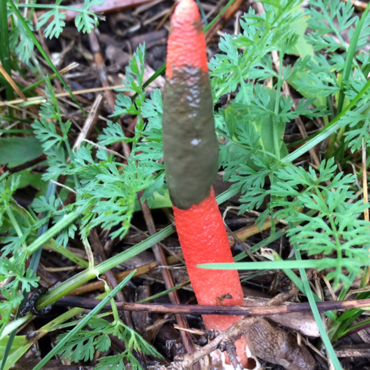 stinkhorn