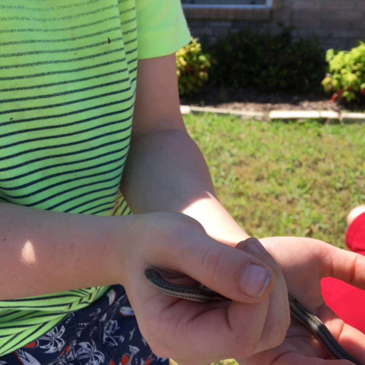 Texas lined snake