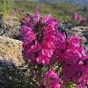 Wooly Lousewort