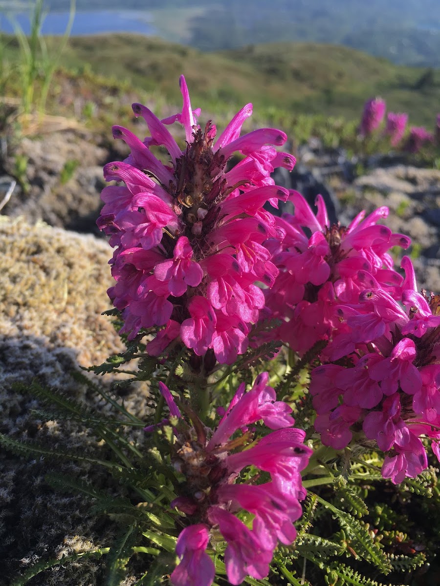 Wooly Lousewort