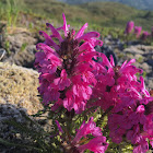 Wooly Lousewort