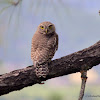 Asian barred owlet