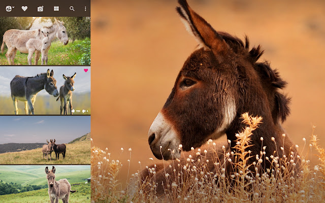 Donkey HD Wallpapers New Tab