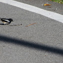 Oriental magpie-robin