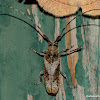 Longhorn Beetles