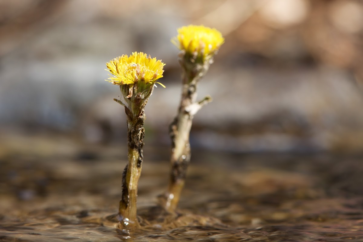 Coltsfoot