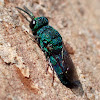 Small cuckoo wasp