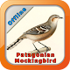 Download Patagonian Mockingbird Song For PC Windows and Mac 1.0