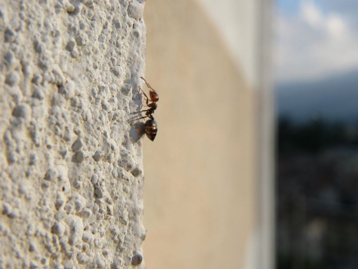 Passeggiando di Angelsimy