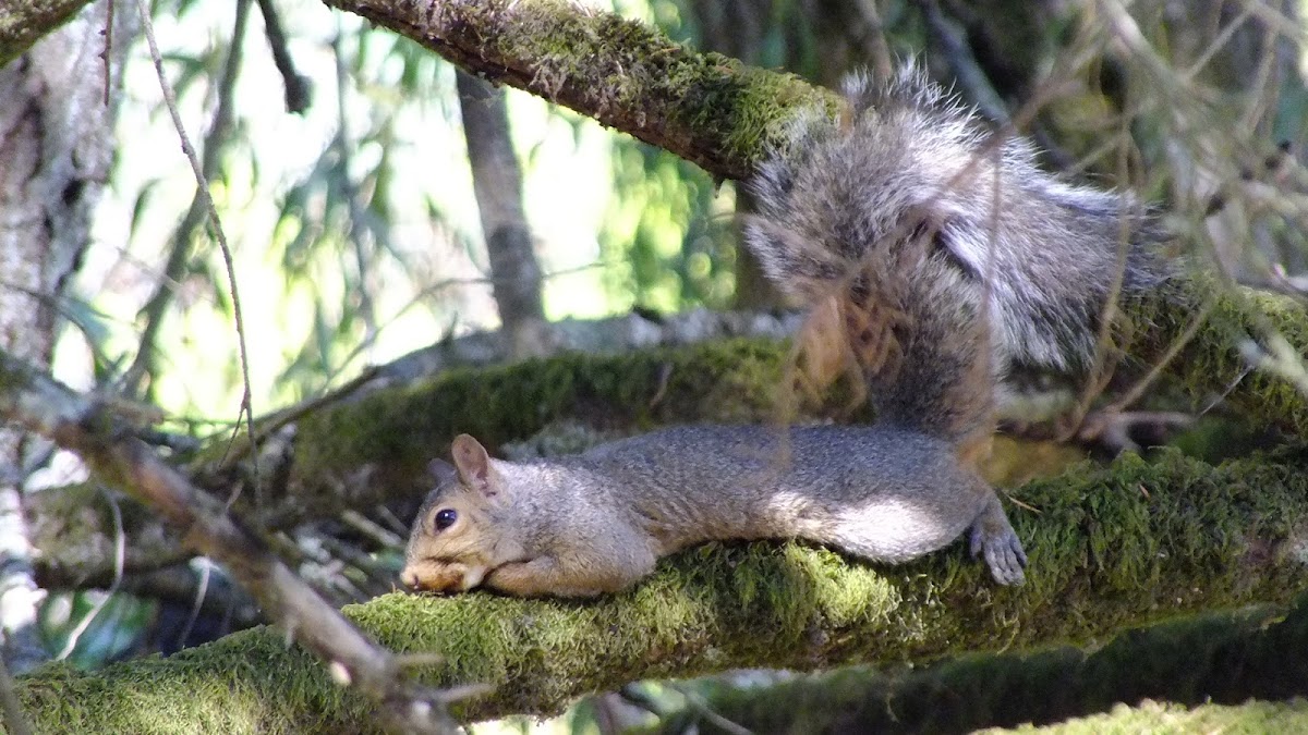 Eastern gray squirrel