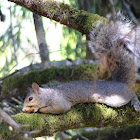 Eastern gray squirrel
