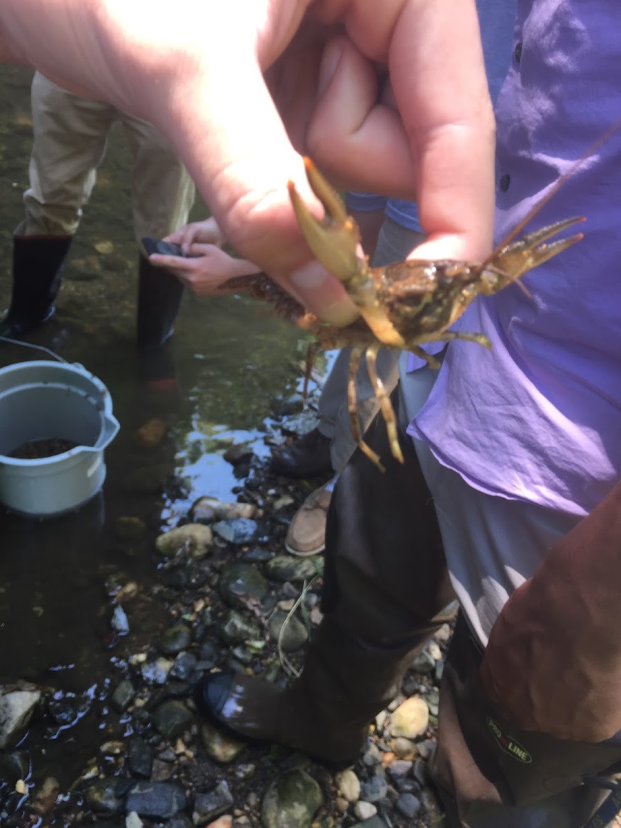 Crayfish