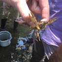 Crayfish