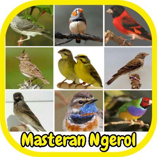 Kicau Burung Masteran Ngerol