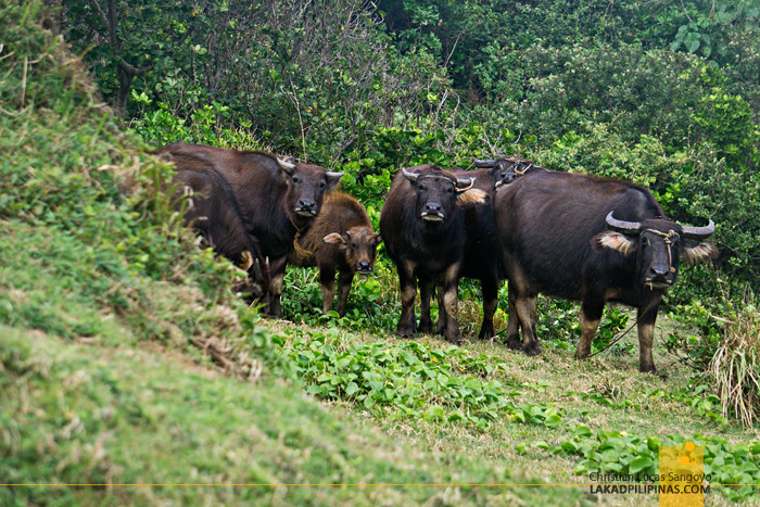 Palaui Island Tour Cape Engano Carabaos