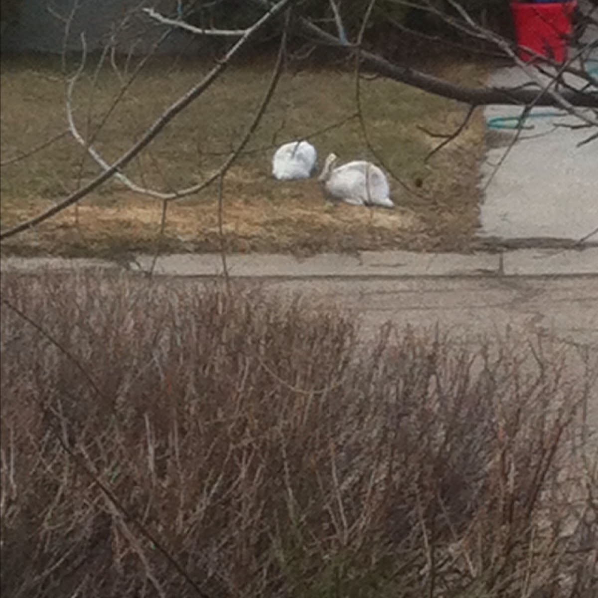 White Tailed Jack Rabbit