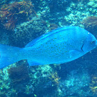 New Zealand Bluefish