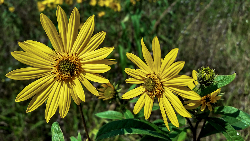 Sawtooth Sunflower