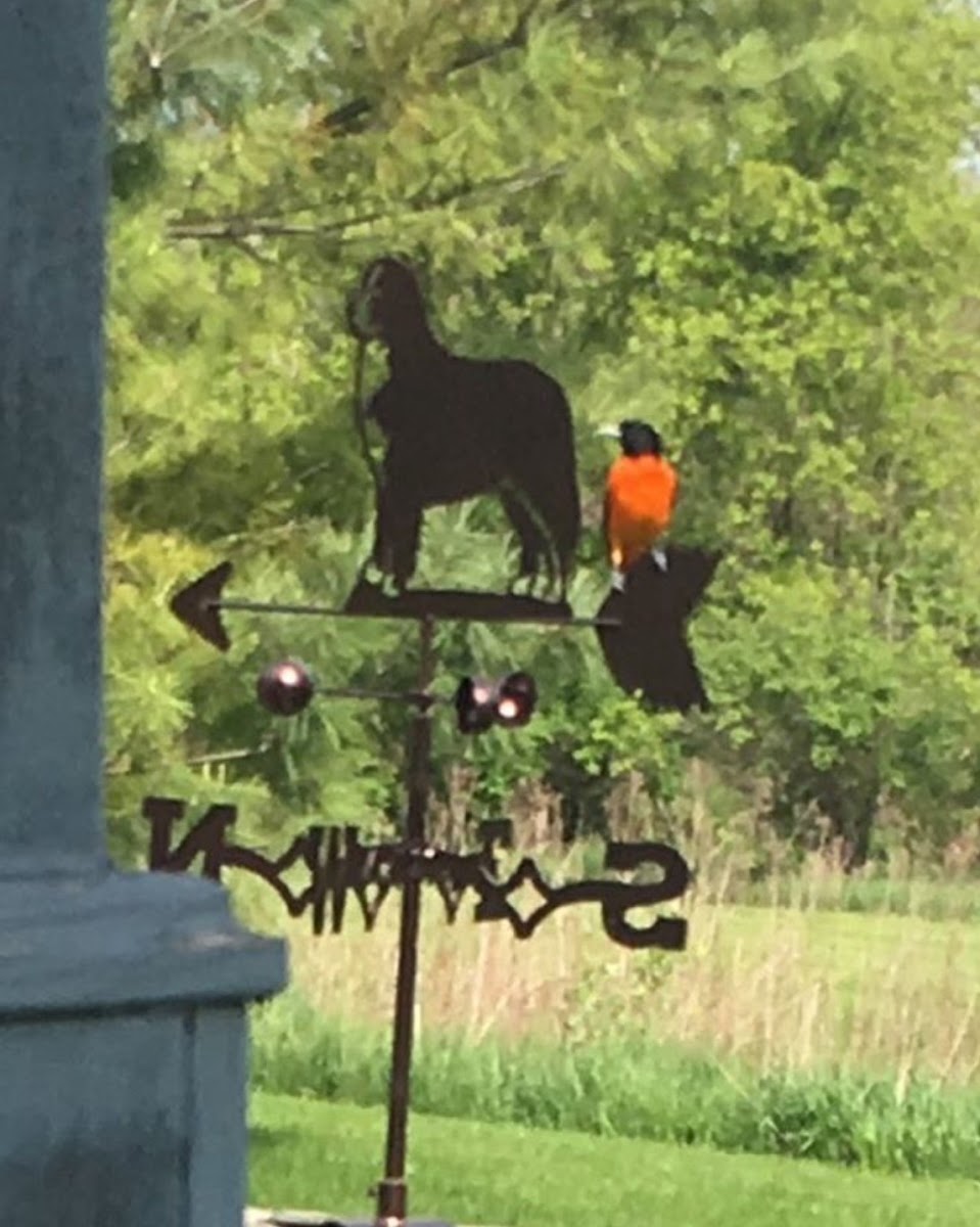 American Robin