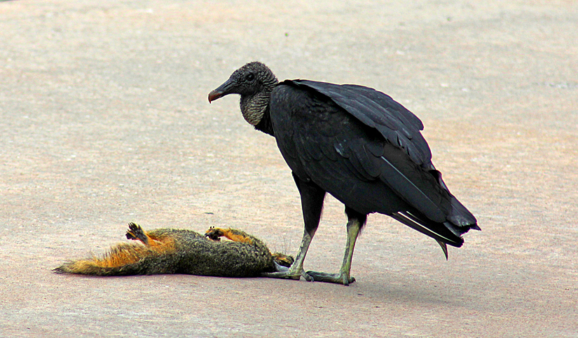 black vulture