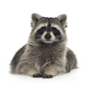 Raccoons Tab