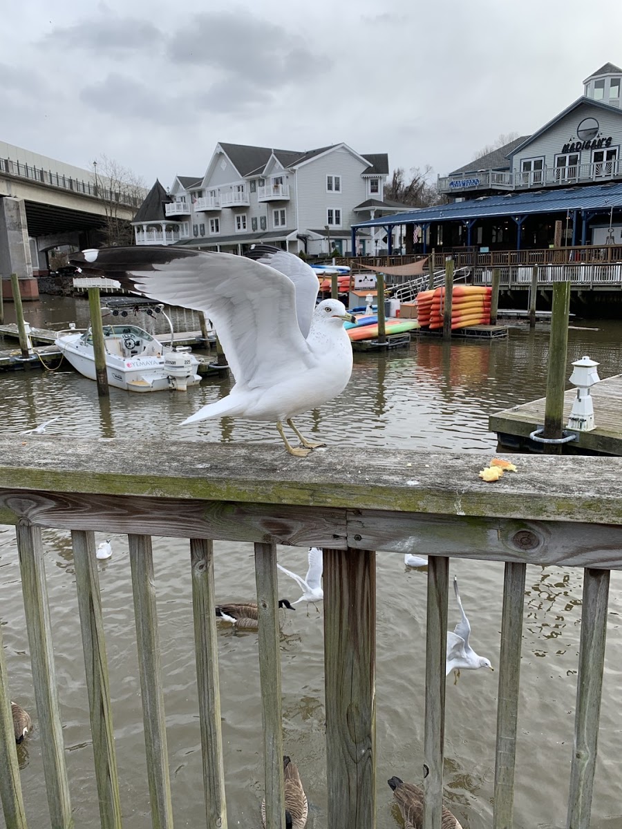 Common Gull