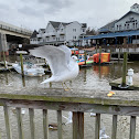 Common Gull