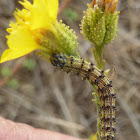 Tobacco Budworm moth