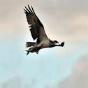 Osprey