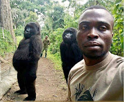 Two female gorillas posing with their caregivers.