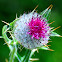 Woolly thistle; Cardo lanudo