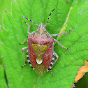 Sloe Bug