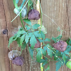 Balloon vine  Heart-pea