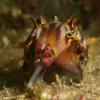 Flambuoyant Cuttlefish