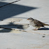 White-crowned Sparrow