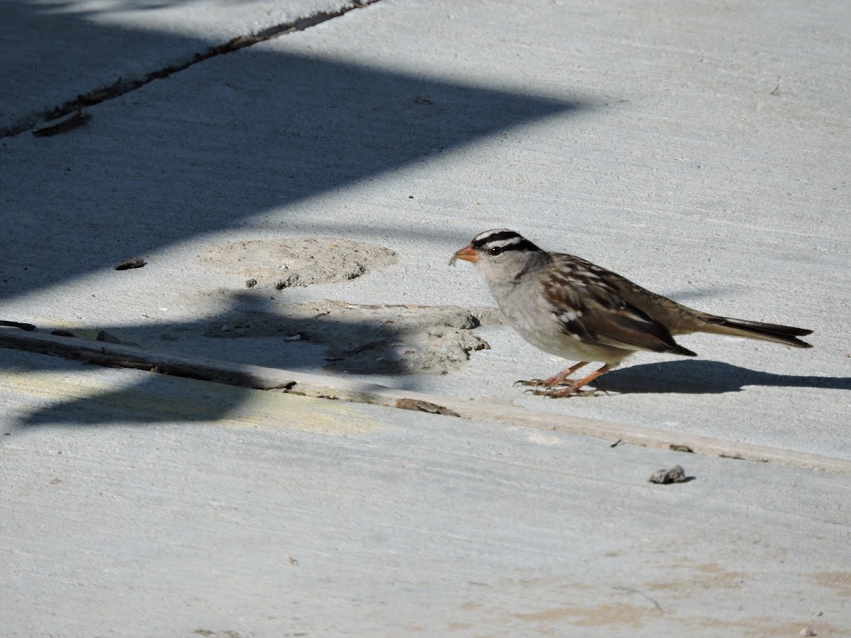 White-crowned Sparrow