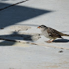 White-crowned Sparrow