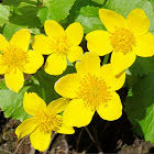 Marsh-marigold