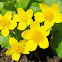 Marsh-marigold