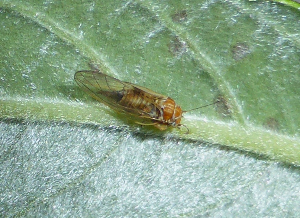 Willow Psyllid