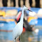 Little Egret