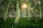 FILE IMAGE: The fever tree forest at Pafuri in the Kruger National Park.