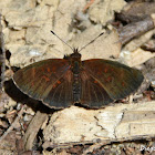 Small Brown