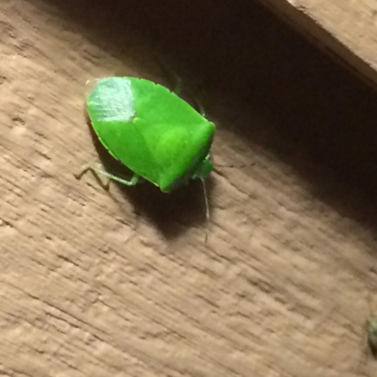 Green Stink Bug