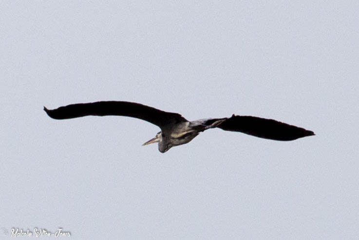 Grey Heron; Garza Real