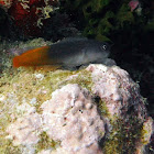 Flame tail blenny