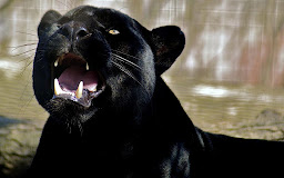 Panther Wallpapers