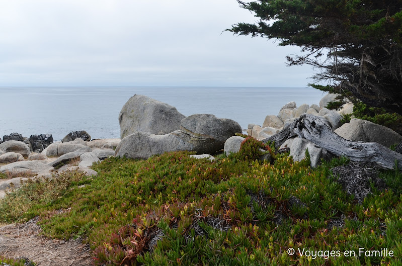 The lone cypress - 17-mile drive