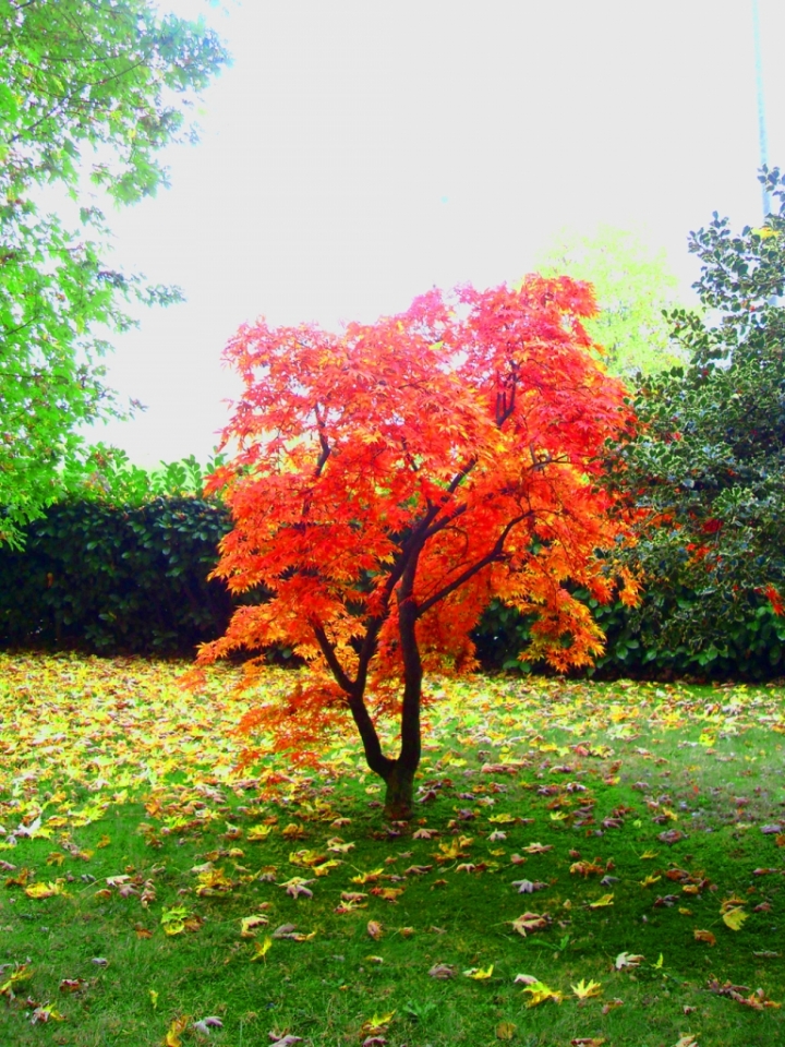 Giardini D'autunno di lucio51